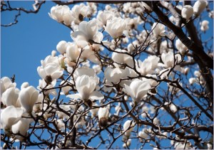 6-Summer Palace-0302