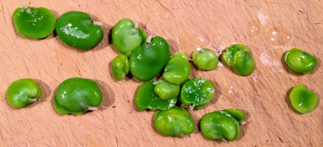 8-cooked favas-27