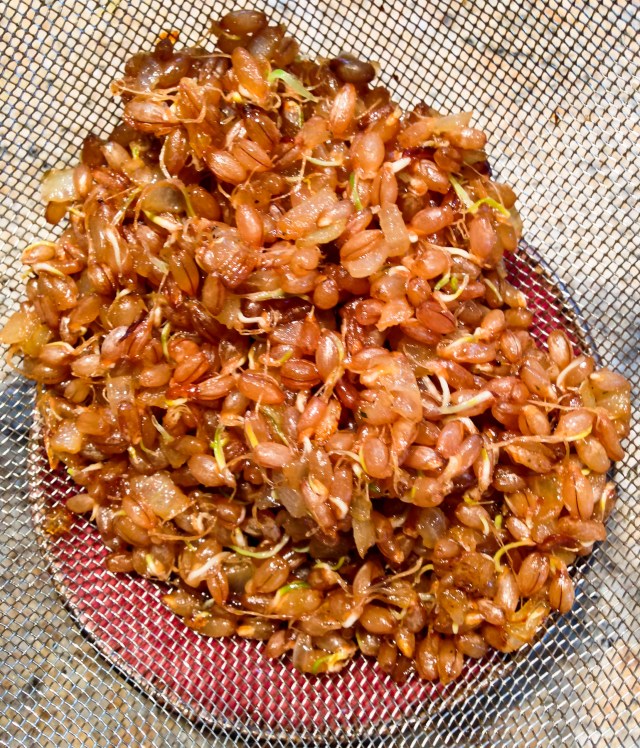 sprouted rye berries