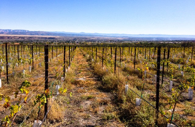 inside Yavapai vineyard