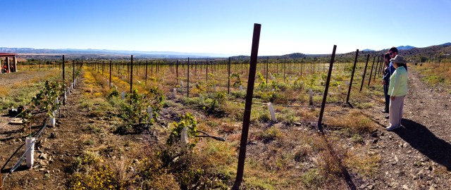 Yavapai vineyard