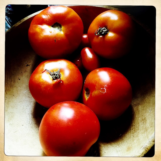 Laura's tomatoes