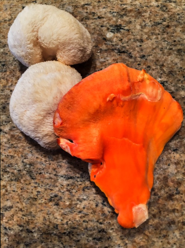 Lion's Mane and Chicken muishrooms